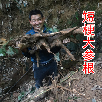 自家在深山挖的野生短梗大参根