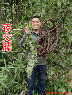 中药材夜交藤 别名：棋藤 首乌藤 自家在大山里采的何首乌藤500克