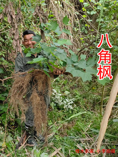 中药材八角枫 八角枫叶 八角枫侧根 白金条 八角枫根须 白龙须
