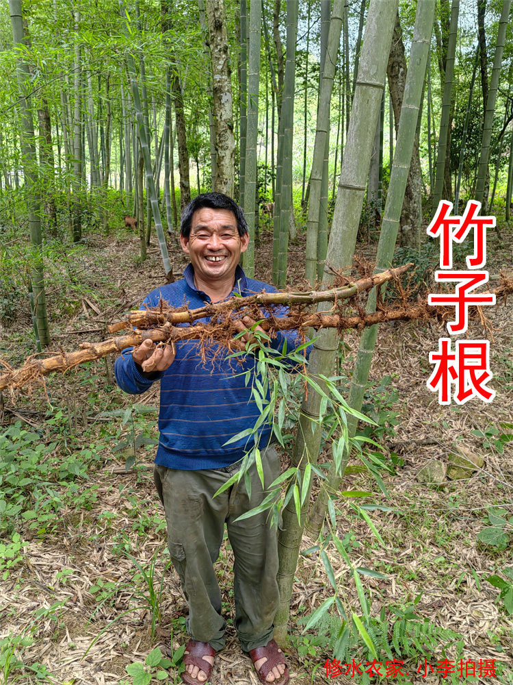 中药材竹根 野生竹子根 自己在山里挖的天然竹子根 新鲜干片250克