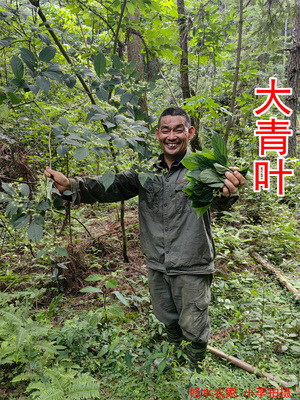 江西农家山货自己采的野生大青叶