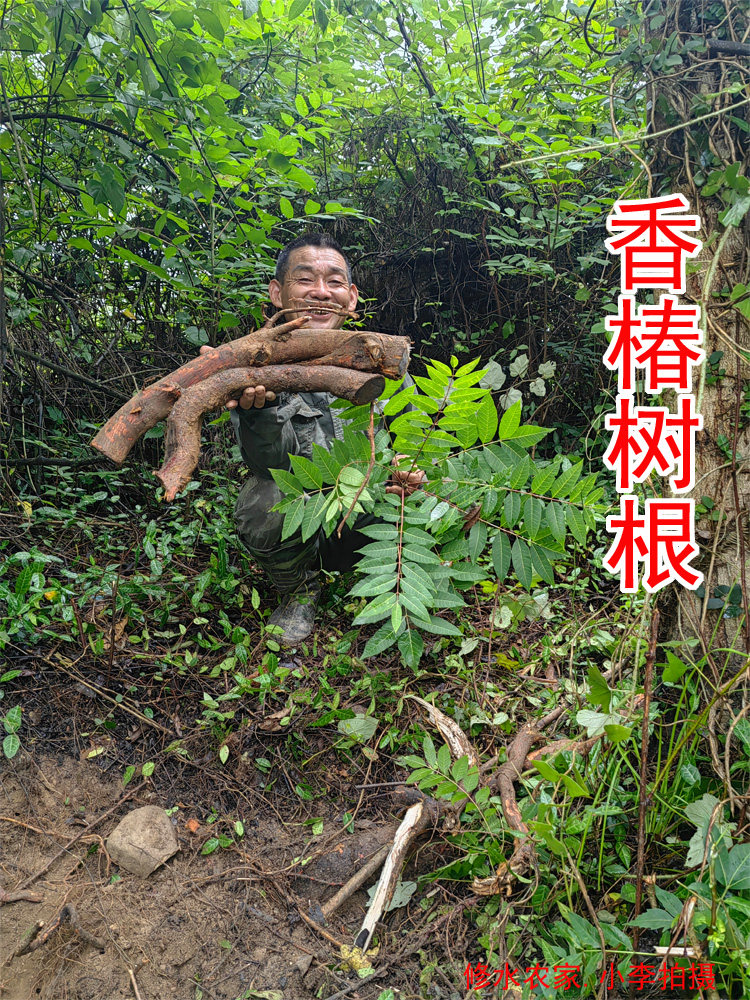 中药材香椿树根 野生椿树根 自己挖的香椿树根 新鲜干货500克