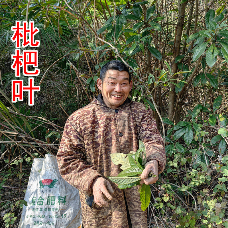 中药材枇杷叶 别名：巴叶 芦桔叶 自家在山里采的枇杷叶 新鲜干货