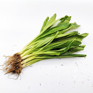 刺芫荽 大香菜 刺芹 洋鹅芥假芫茜元西\/缅芜荽