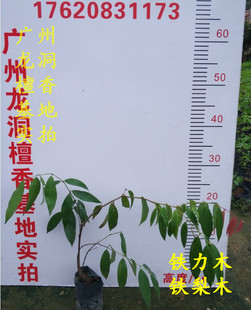 铁力木树苗铁梨木树苗基地直接发货