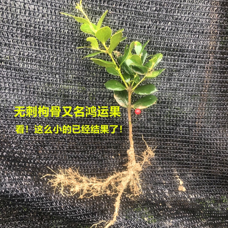 无刺枸骨小苗四季常青又名鸿运果满堂红可盆栽或地栽色块密植