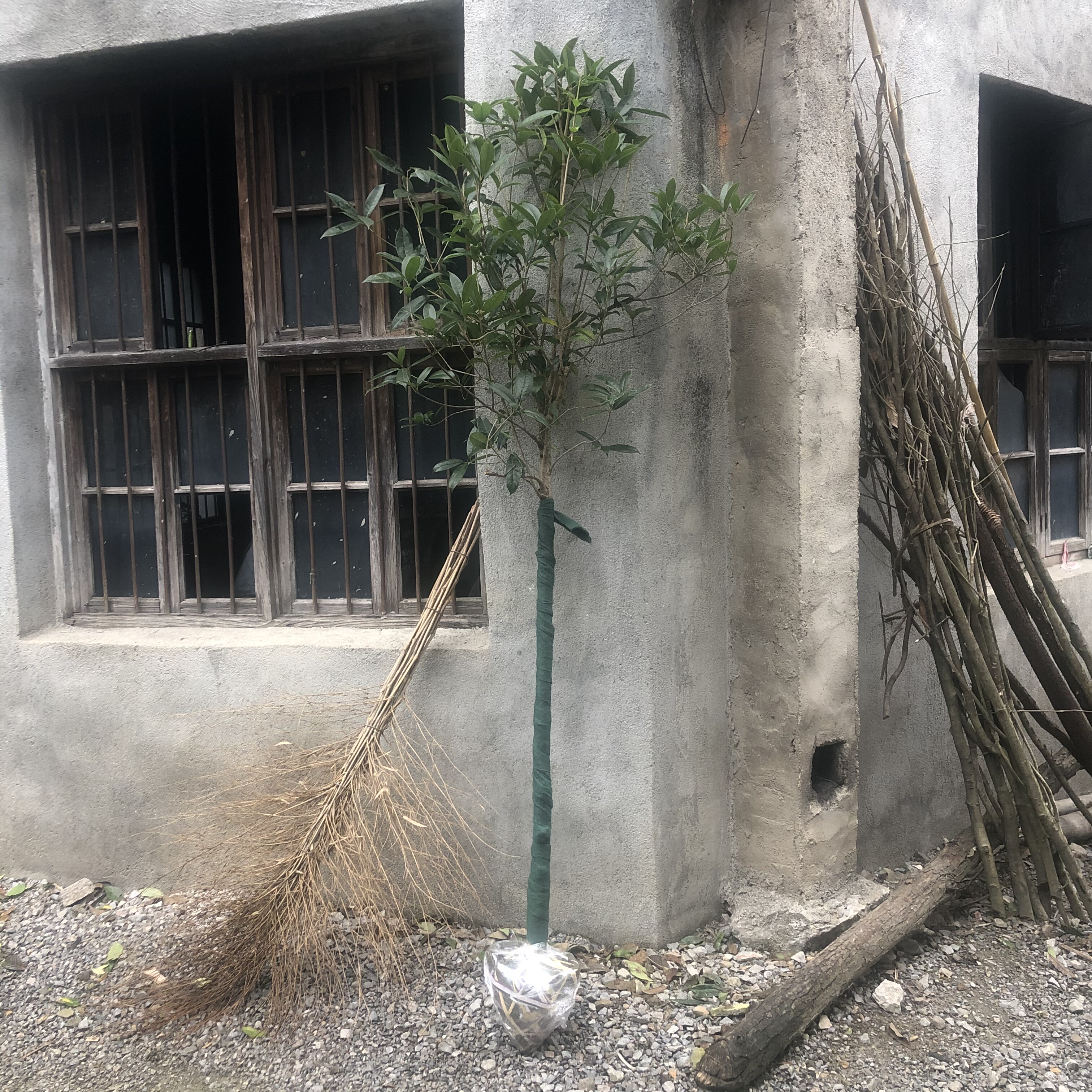 桂花树苗金桂血桂3公分粗以上带土球适合庭院山地田顺丰包邮