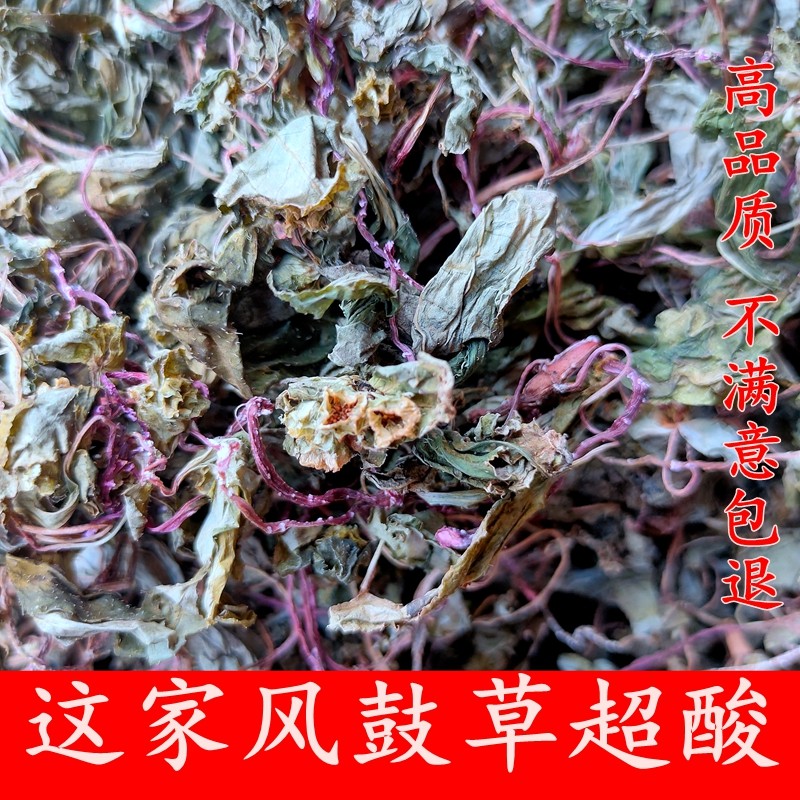 新货正宗福建本地野生风柜斗草5年苗 大叶风鼓草 非种植嫩苗