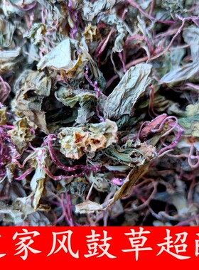 野生2023年正宗风柜斗鼓草250g