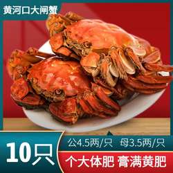 黄河口大闸蟹4.5公3.5两母礼盒特大鲜活螃蟹10只源头直达