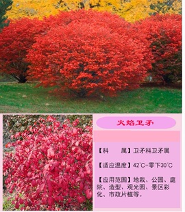 秋冬变色火焰卫矛花园庭院彩叶灌木植物红叶园林多年生观叶盆栽