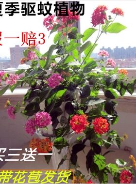 肥料驱蚊盆栽五色梅植物带花