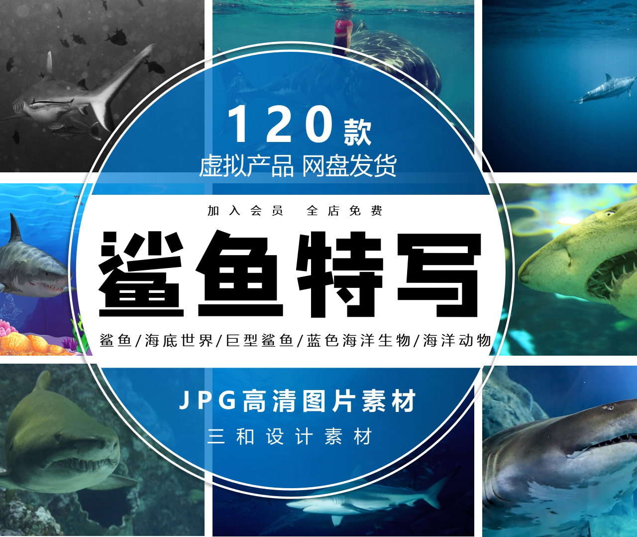 鲨鱼/海底世界/巨型鲨/蓝色海洋生物海洋动物/jpg高清图片库素材