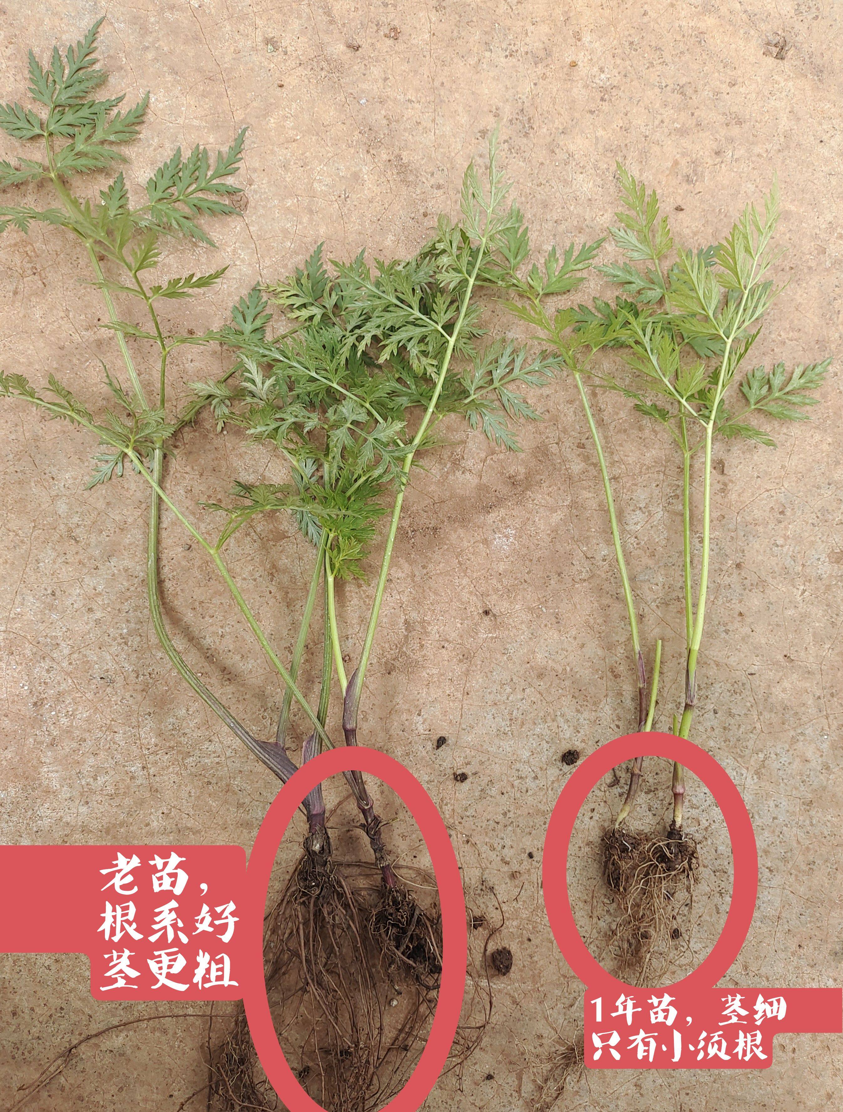 云南中草药盆栽正宗小叶川芎苗香浓红川芎叶带根新鲜蔬菜种苗川穹