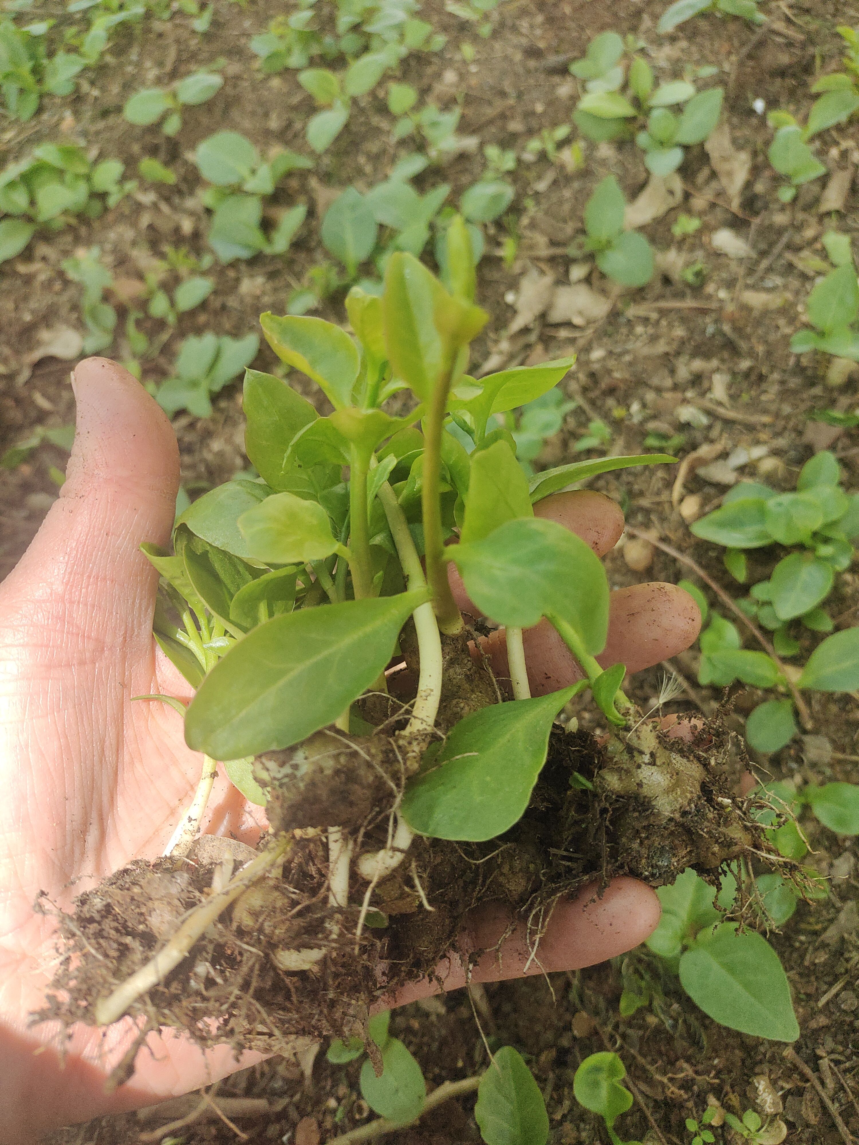 藤三七种苗包邮盆景爬藤绿植花卉窗台庭院土三七云南白药叶食用