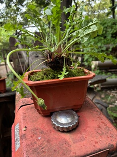 老品种蒲公英老桩盆景盆栽新鲜蔬菜正宗婆婆丁茶黄花地丁食用药用