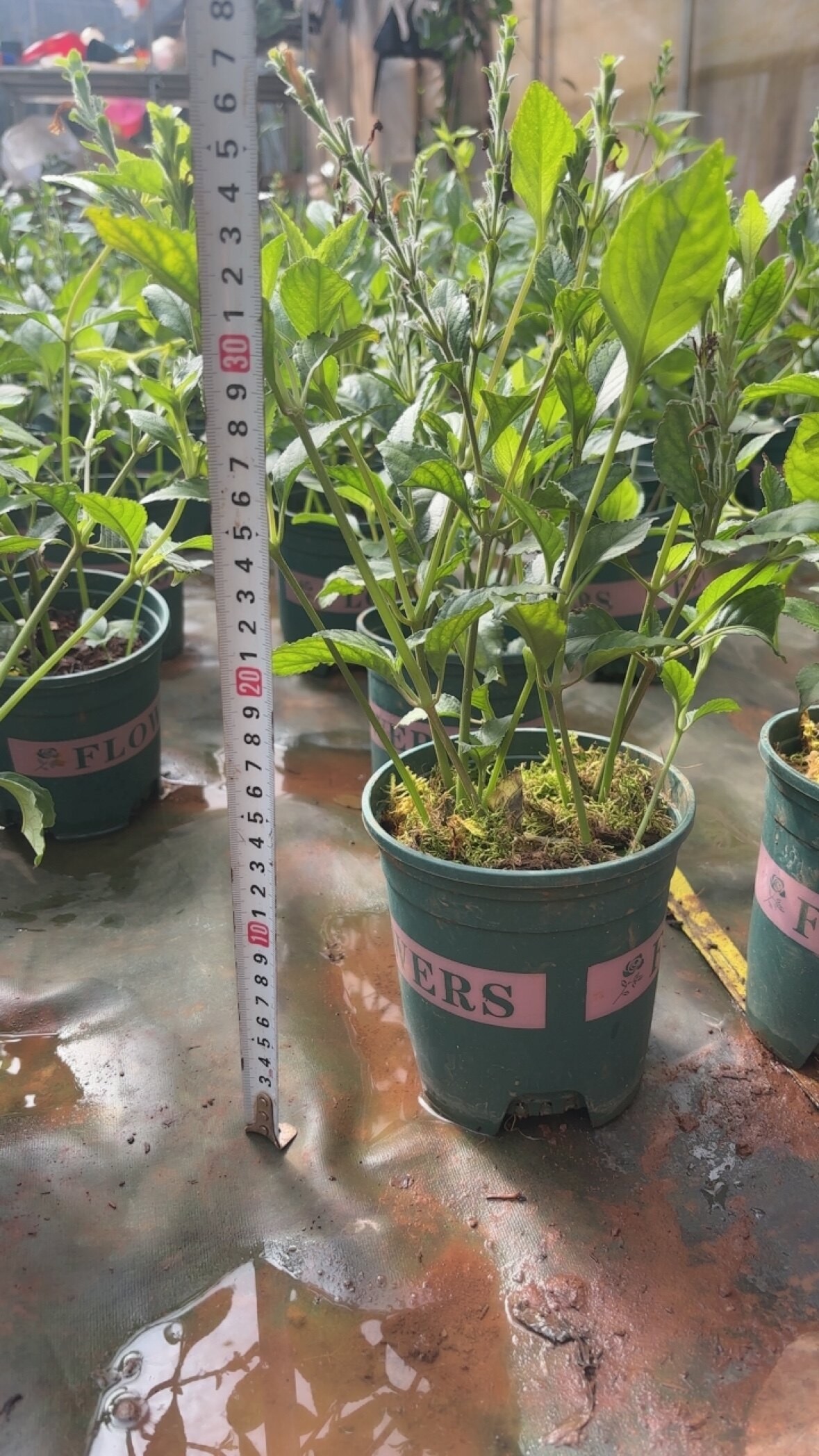 云南老品种糯米香茶树盆栽大苗4桌面绿植