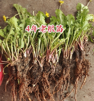 天然婆婆丁茶食用新鲜蒲公英老苗带泥5苗幼儿园趣味植物药食同源