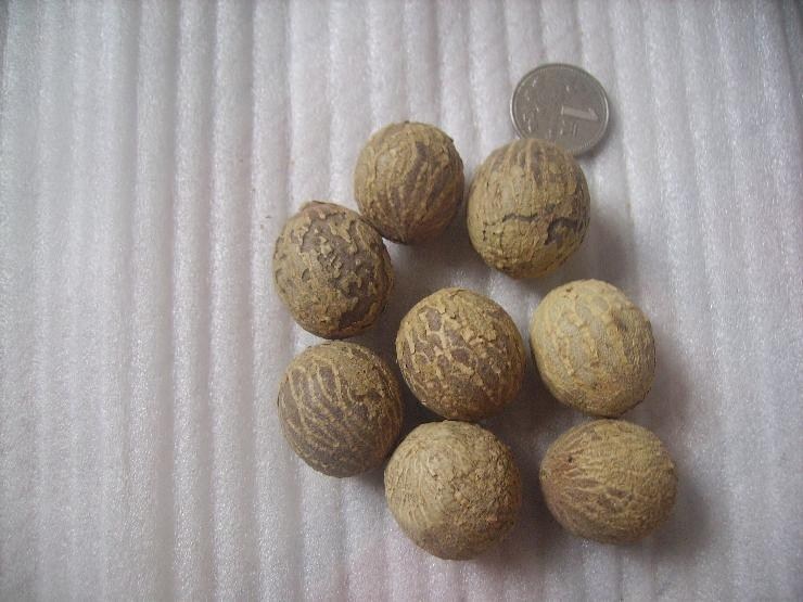 超大优质菩提根原籽做戒指散珠图片