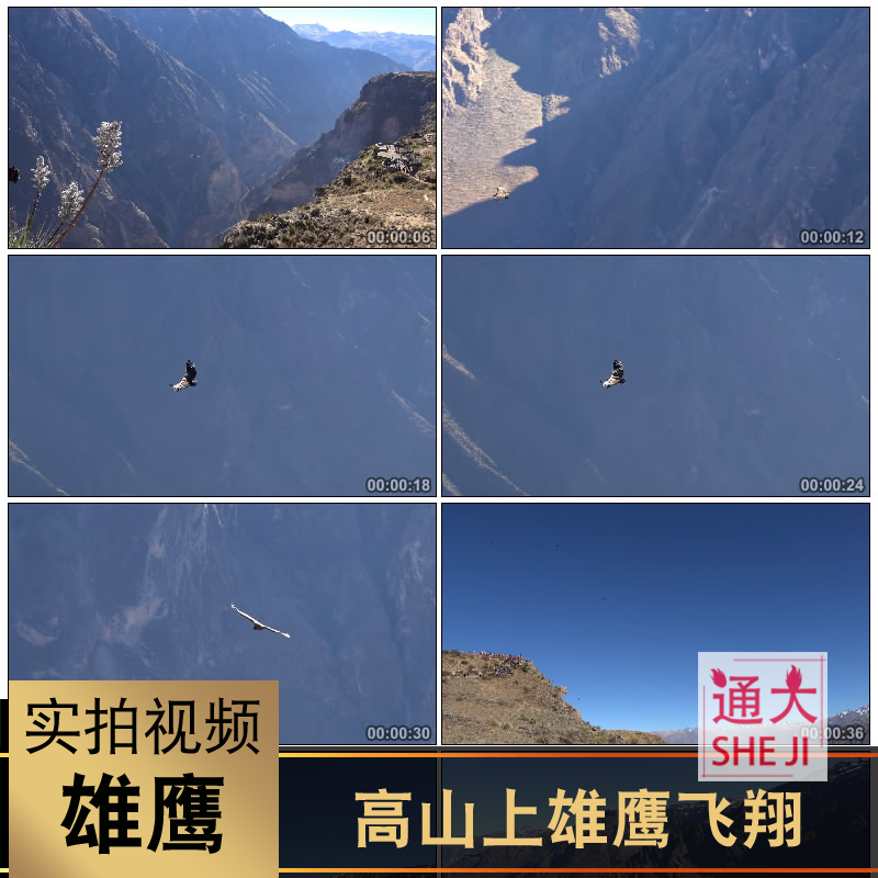 高山上的雄鹰老鹰飞翔翱翔天空觅食大鹏展翅企业精神实拍视频素材