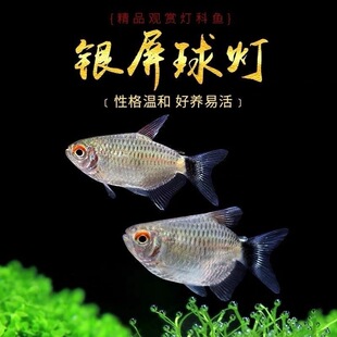 银屏灯鱼头尾灯球淡水宠物鱼中小型热带灯科鱼观赏鱼活体鱼缸小鱼