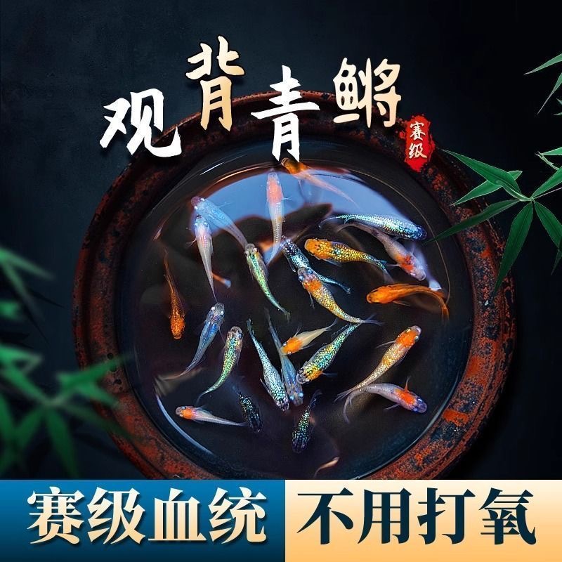 冬天不怕冷观背青鳉鱼小型冷水观赏鱼荷花古法养殖好养皮实不打氧