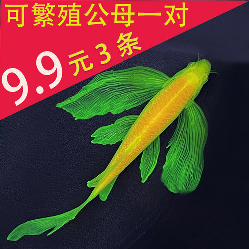 暗夜龙凤暗夜绿蝶翼斑马鱼长尾