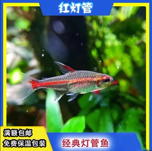 红灯管鱼活体玻璃霓虹灯鱼灯科鱼观赏鱼淡水草缸鱼群游热带鱼好养