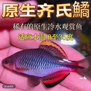 特大号广齐汕尾齐氏鱊原生鱼白边鳑鲏红边鳑鲏皮实养活冷水观赏鱼