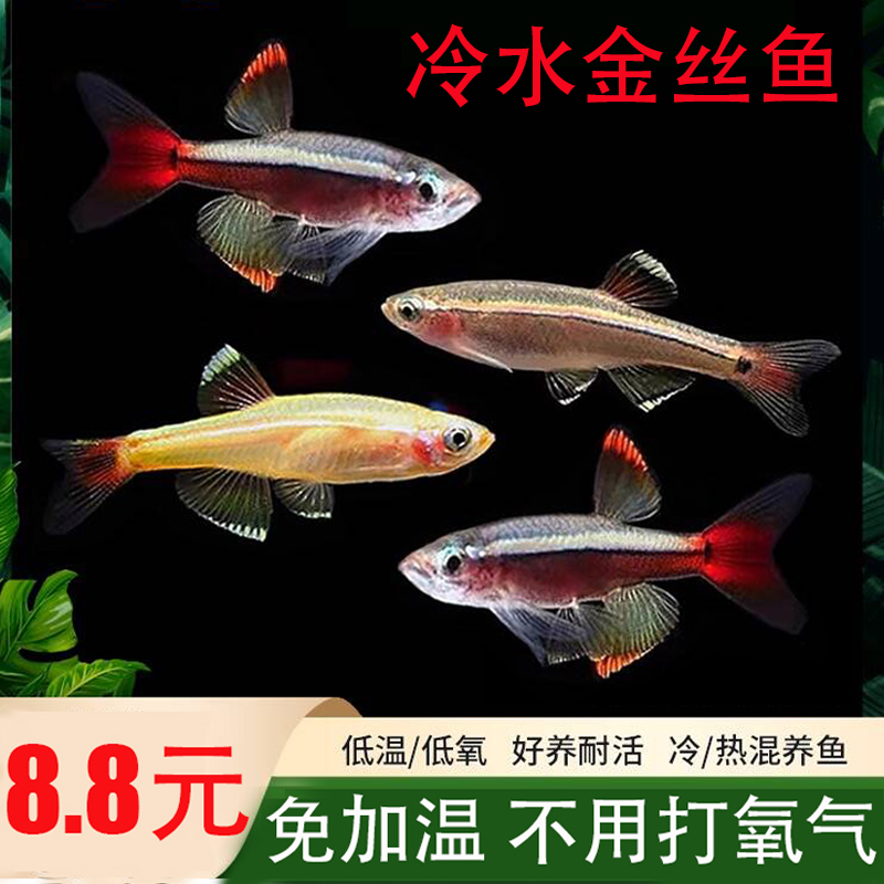 免加温免打氧气群游小型冷水鱼