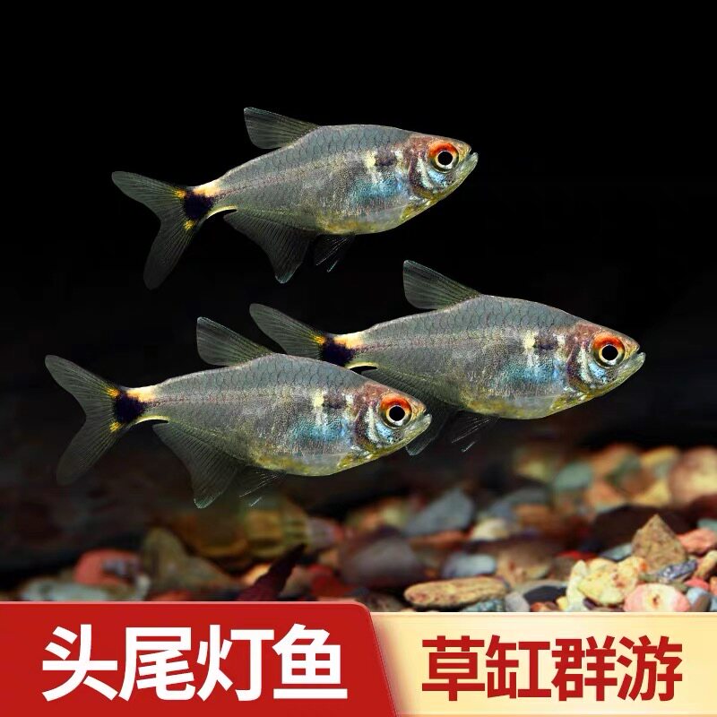 头尾灯鱼小型热带鱼灯科鱼苗群游水草缸新手好养易活淡水银屏灯鱼
