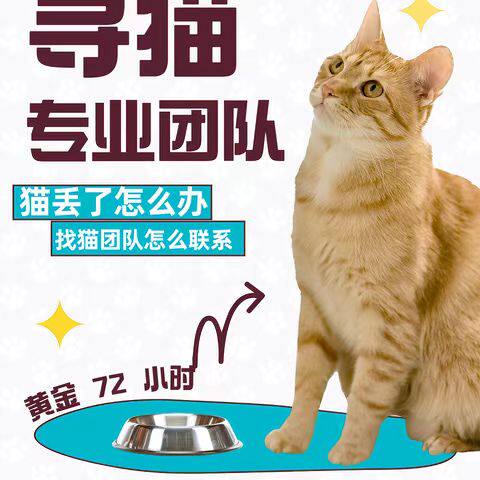 找猫团队猫咪宠物侦探
