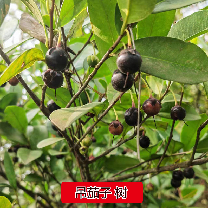 野果子吊茄子树苗杨桐木