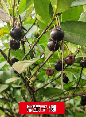 野果子吊茄子树苗杨桐木