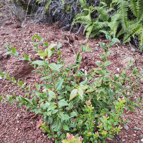 四季常绿乌饭树阳台庭院盆景