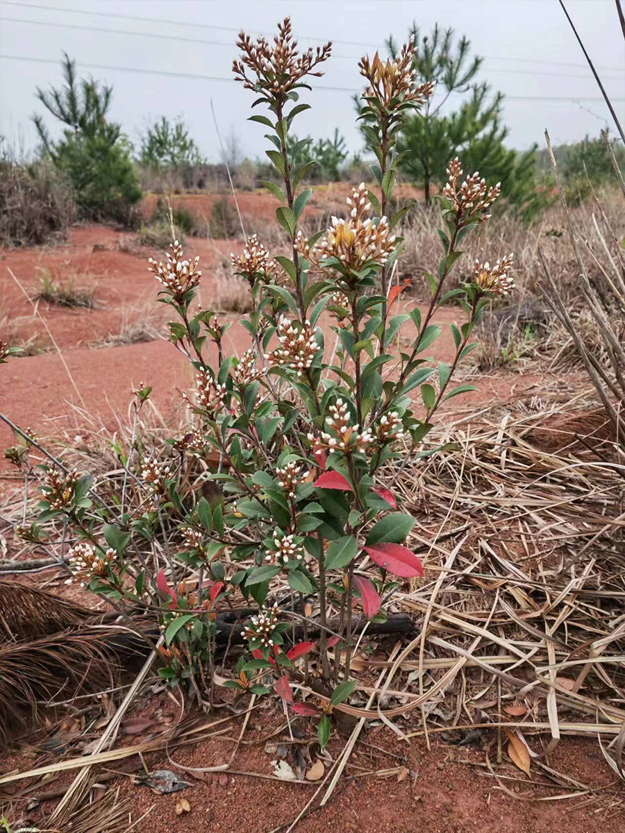 农村深山野外石斑木报春花车轮梅雷公树白杏花常绿盆栽盆景庭院美