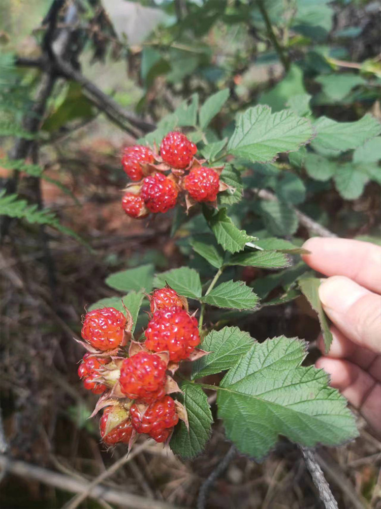 野茅莓树苗6月泡农村常见野果子四月泡盆栽观赏覆盆子阳台庭院藤