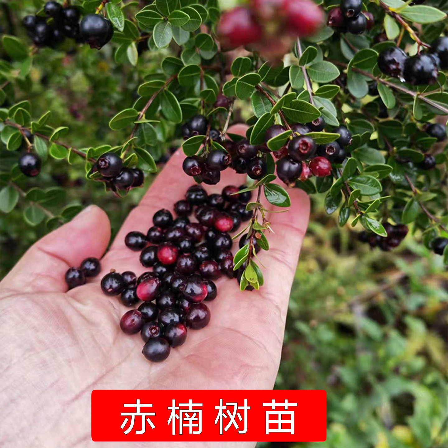 野小叶红芽赤楠树苗盆景阳台庭院老桩地栽野果子可食用绿植山乌珠,鲜花速递/花卉仿真/绿植园艺,观叶 /花灌木,淘宝优惠券,粉丝福利购,淘宝优惠卷