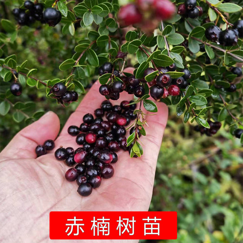 野外山上红芽赤楠树苗盆景山乌珠