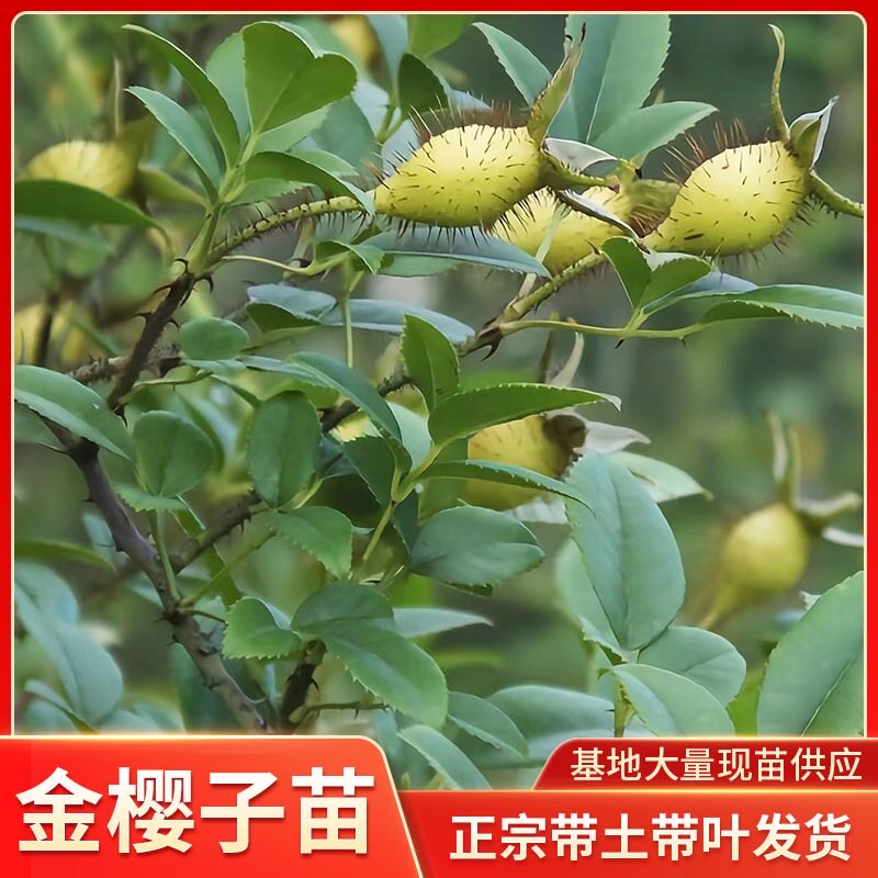 金樱子树苗品种小苗无刺梨糖罐种苗四季常绿南方果实食用带土