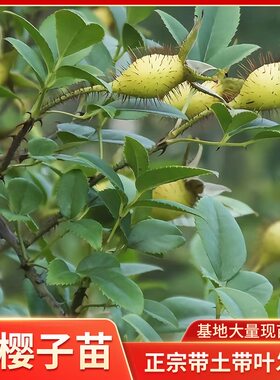 金樱子树苗品种小苗无刺梨糖罐种苗四季常绿南方果实食用带土