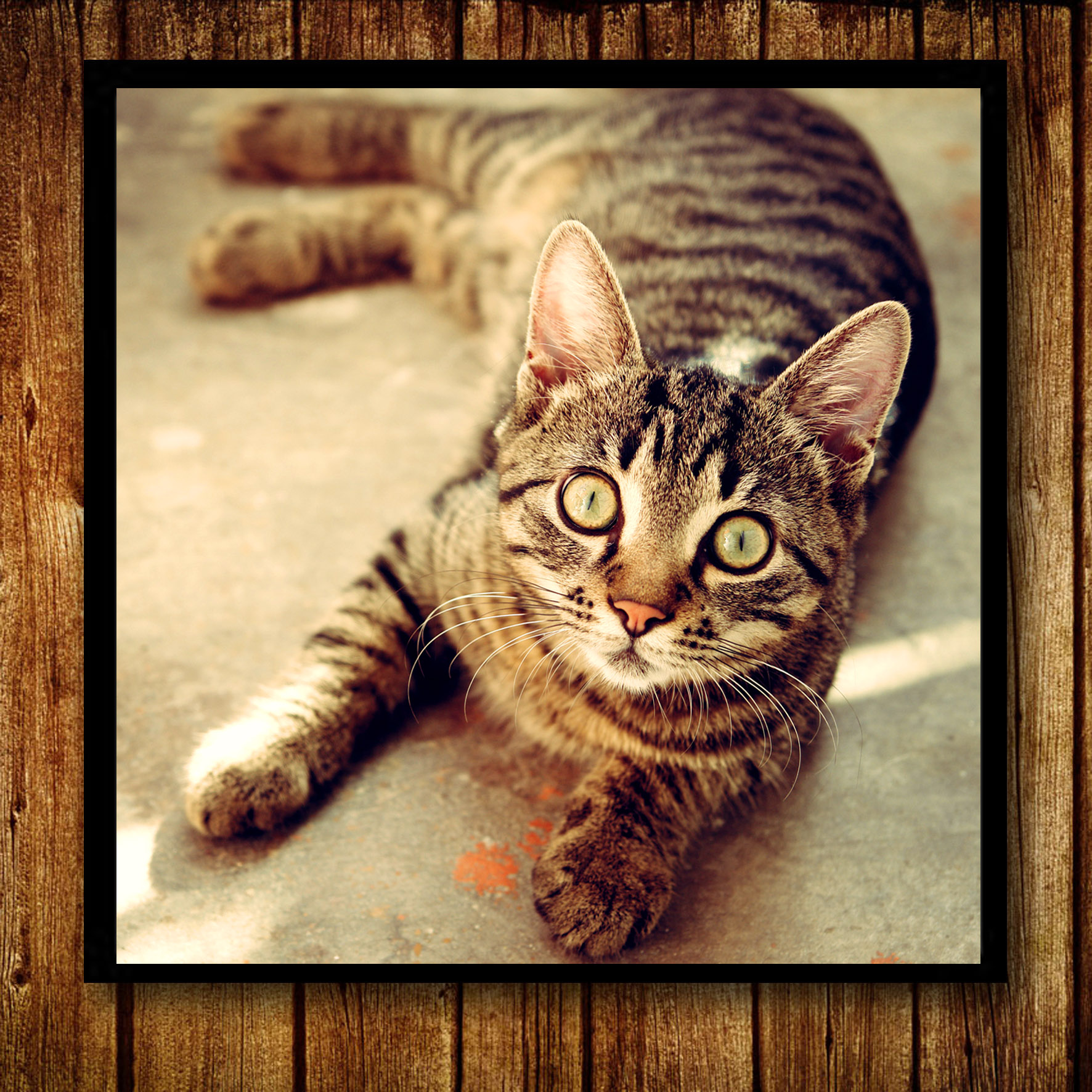 猫咪小猫装饰画宠物店书房咖啡店馆厅带框卧室餐厅壁挂画创意礼物