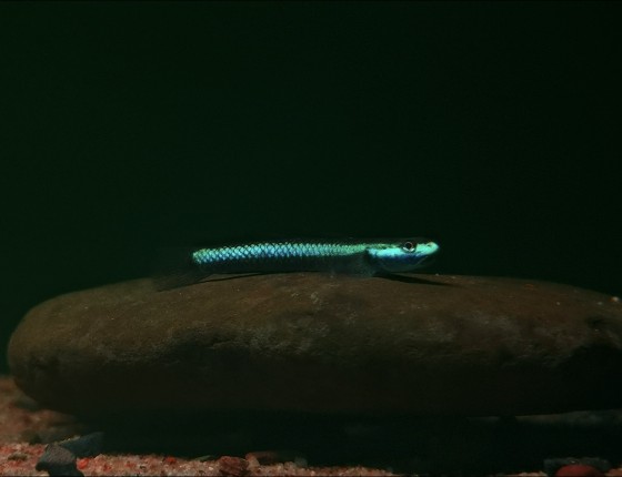 顺丰发货绿翡翠枝牙虾虎原生鱼枝桠虾虎虾虎鱼观赏鱼淡水鱼