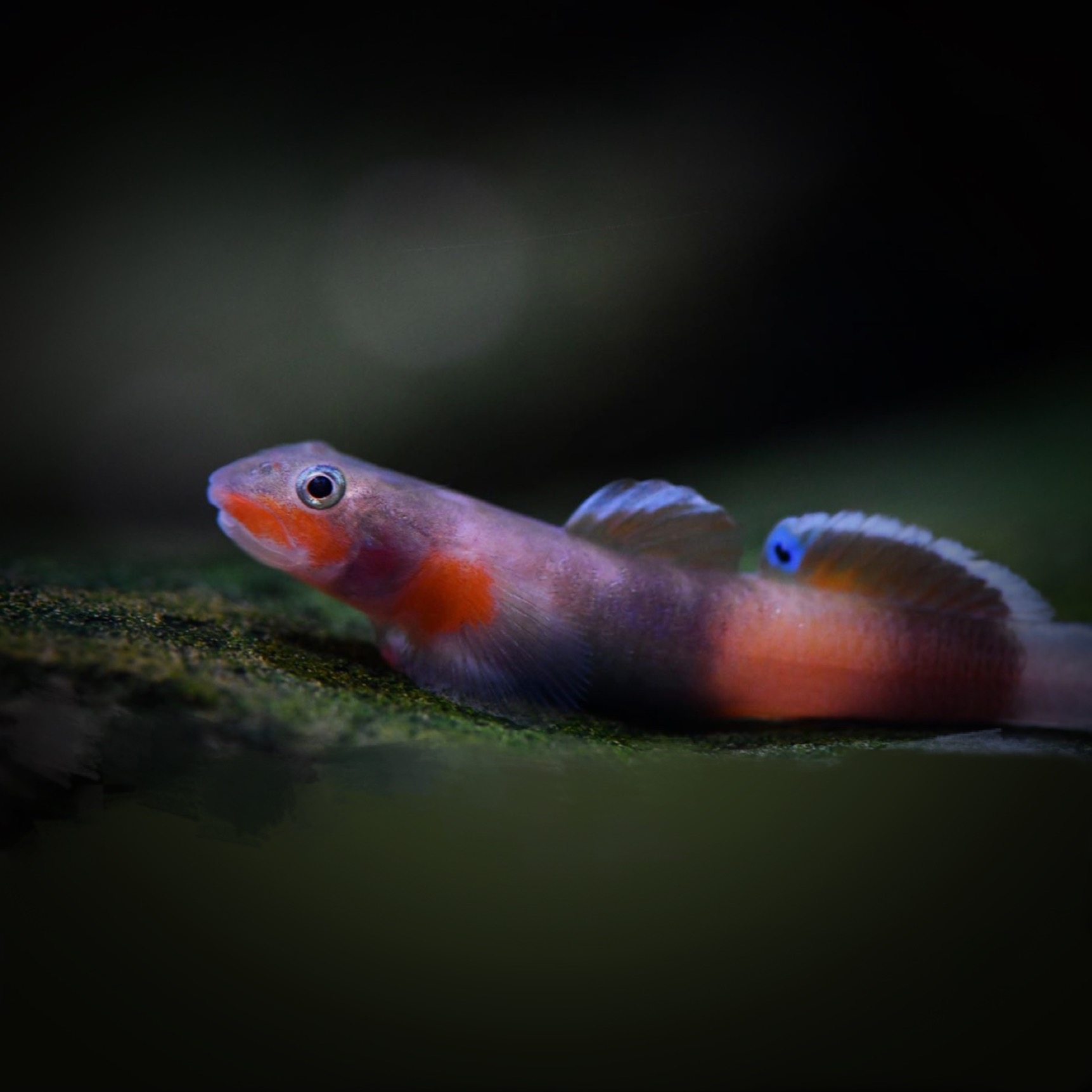 棉兰老韧虾虎鱼东南亚虾虎 原生鱼稀有韧虾虎  淡水鱼 观赏鱼包活