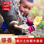 椴木香菇高山种植农家土特产柴火烘干广东河源连平农家风味干蘑菇