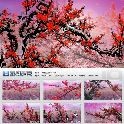 梅花三弄一剪梅LED舞台背景视频成品水墨红梅雪梅腊梅晚会素材
