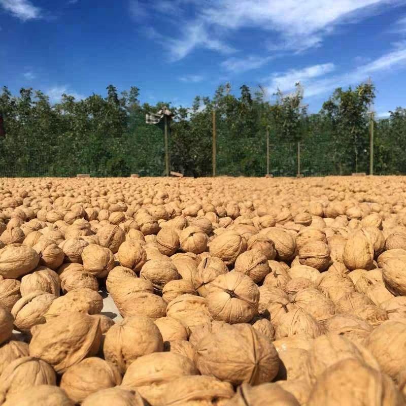 2025年新核桃5斤装薄皮核桃
