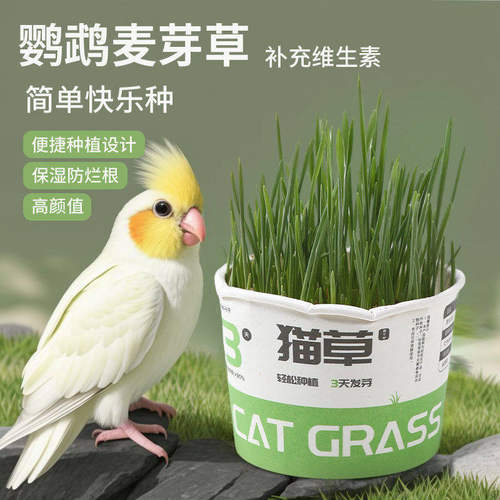 鹦鹉麦芽草粮草盒猫草