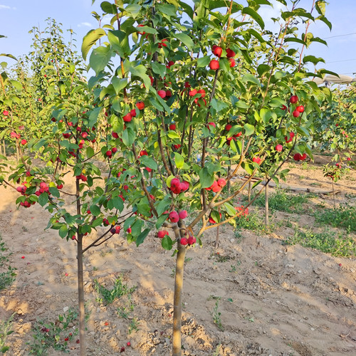 南北方种植果树苗绿欣八棱海棠
