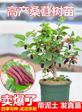 桑葚树苗南北方种植大叶桑树苗
